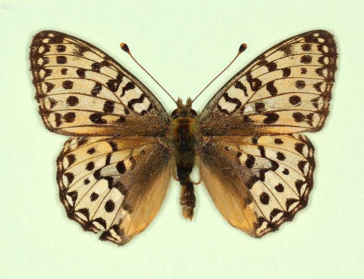 Argynnis aglaja male (aberrant form pallida) (Internet Image property of respective owner, non-commercial use only)